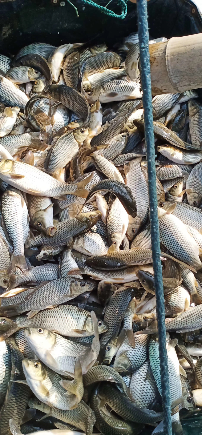 鲤鱼苗1万斤均重1，2，3两质量好价格优