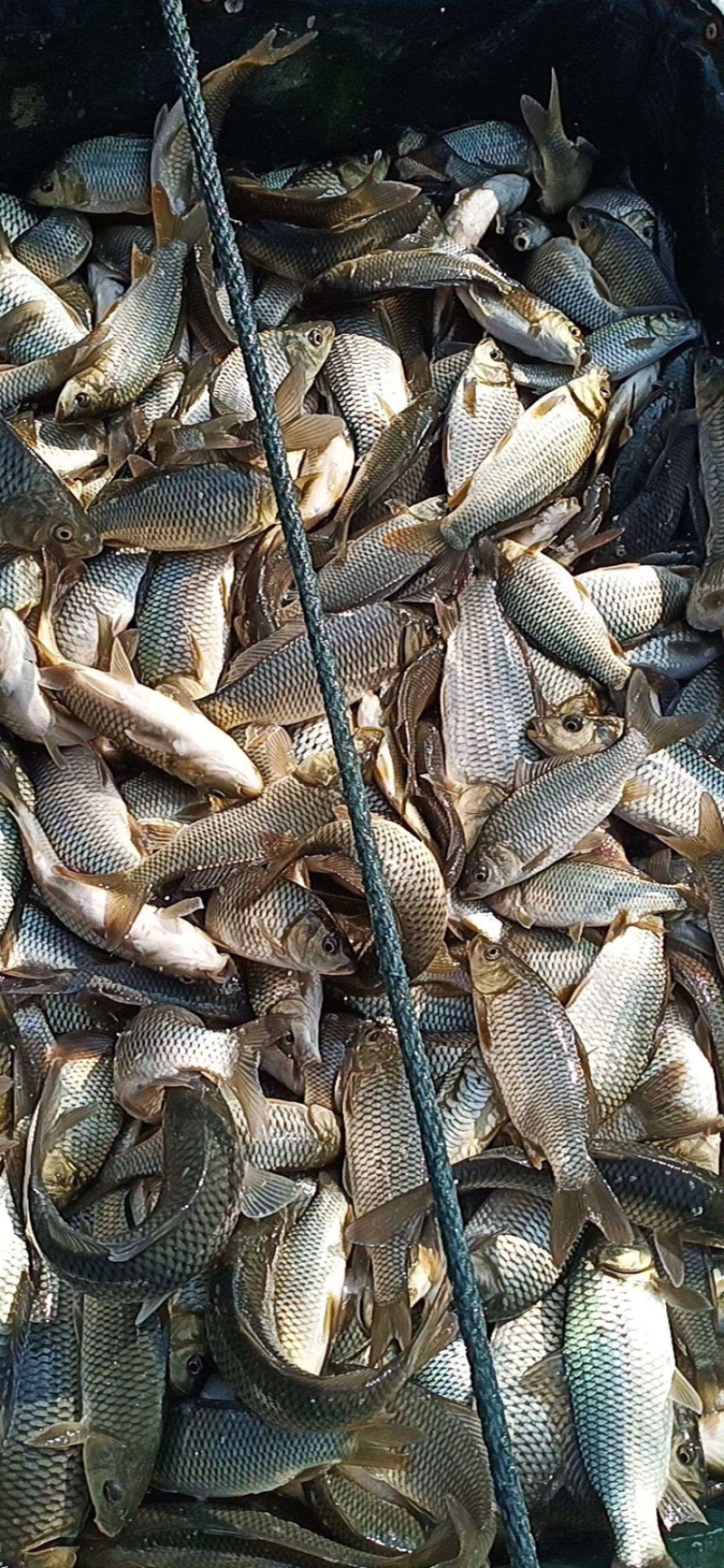 鲤鱼苗1万斤均重1，2，3两质量好价格优