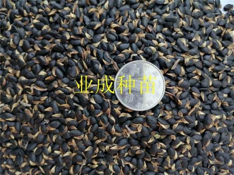 银叶金合欢种子相思种子科属