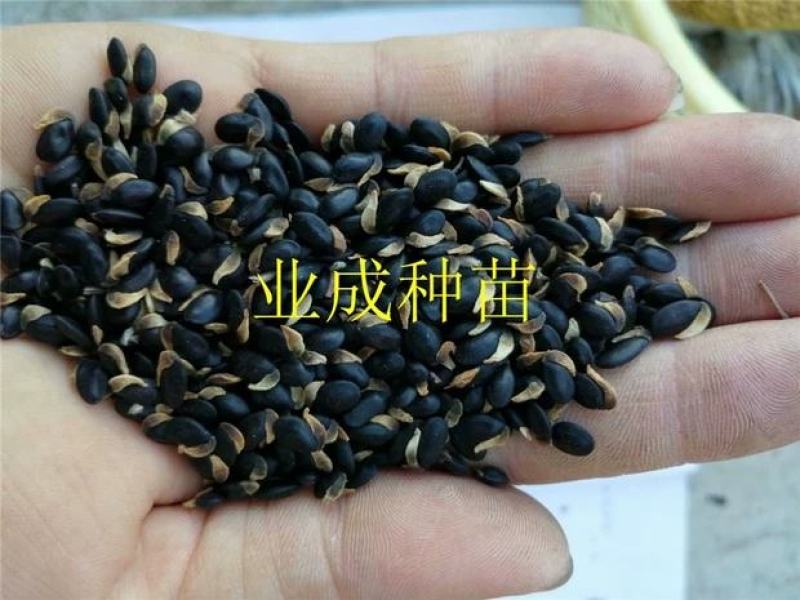 银叶金合欢种子相思种子科属