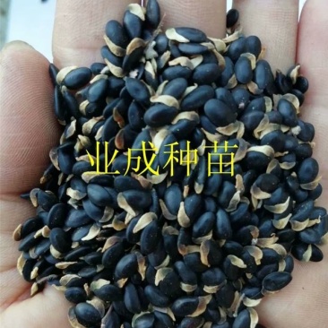银叶金合欢种子相思种子科属