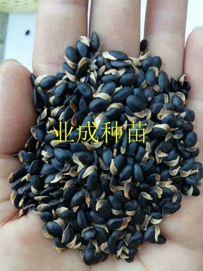 银叶金合欢种子相思种子科属