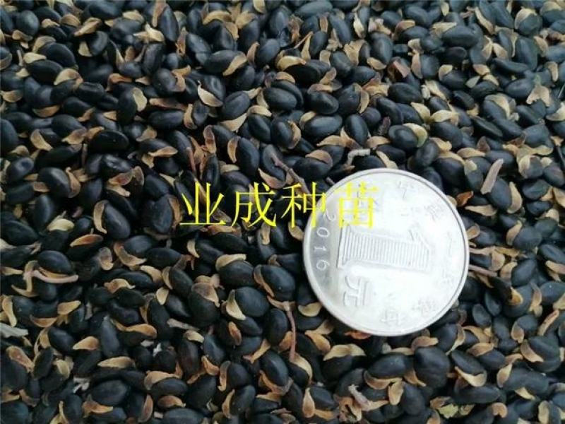 银叶金合欢种子相思种子科属