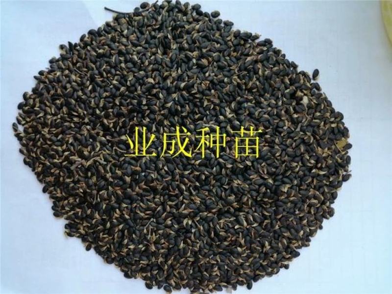 银叶金合欢种子相思种子科属