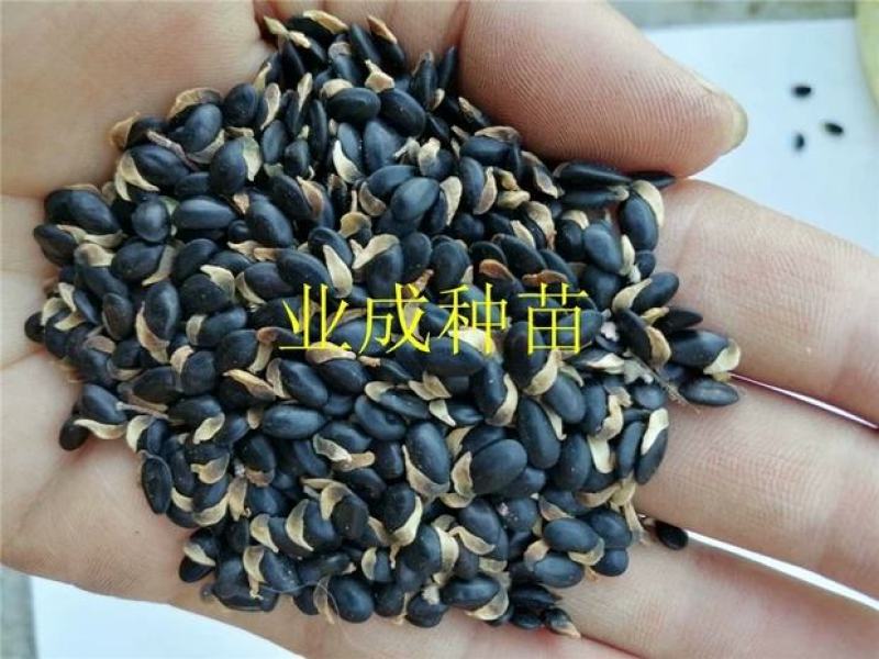 银叶金合欢种子相思种子科属