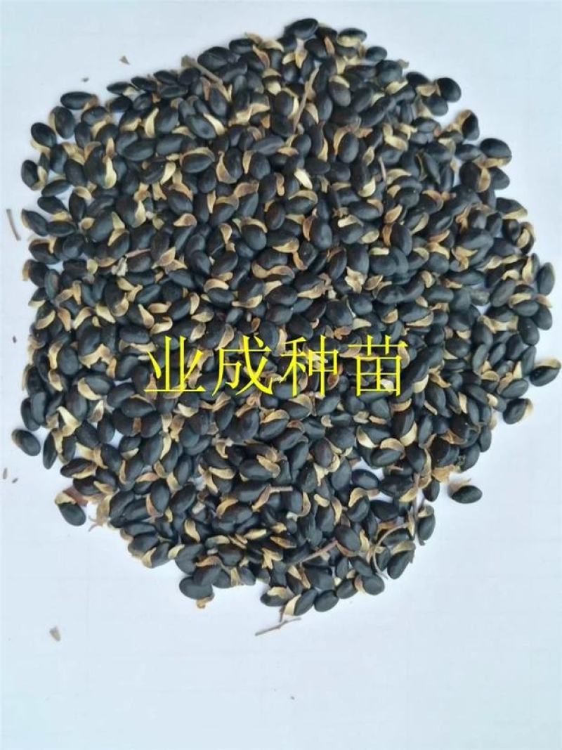 银叶金合欢种子相思种子科属