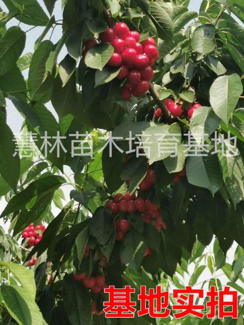 【新品种】布鲁克斯吉塞拉砧木樱桃苗现挖现卖易成活