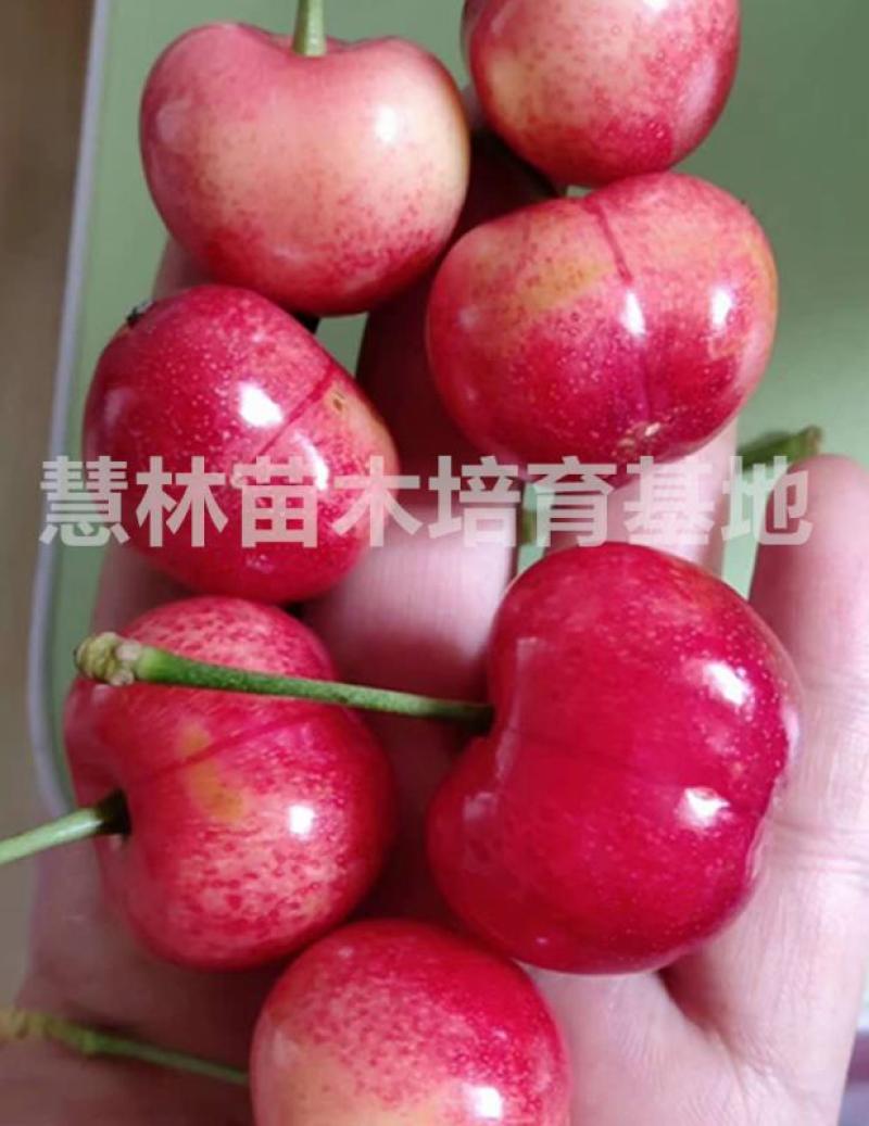【新品种】布鲁克斯吉塞拉砧木樱桃苗现挖现卖易成活