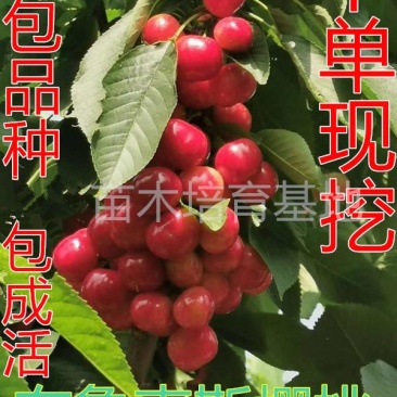 【新品种】布鲁克斯吉塞拉砧木樱桃苗现挖现卖易成活