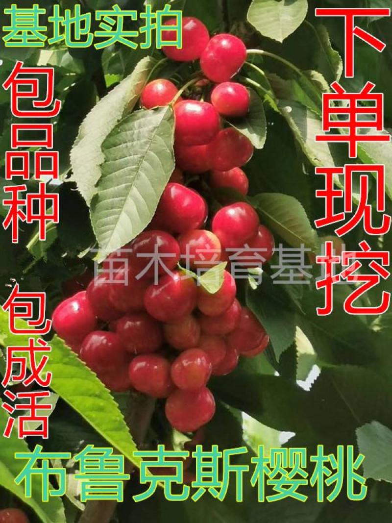【新品种】布鲁克斯吉塞拉砧木樱桃苗现挖现卖易成活