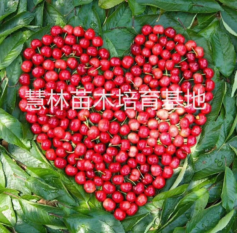 【新品种】布鲁克斯吉塞拉砧木樱桃苗现挖现卖易成活