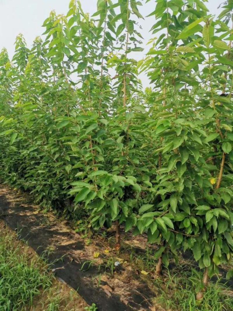 【新品种】布鲁克斯吉塞拉砧木樱桃苗现挖现卖易成活