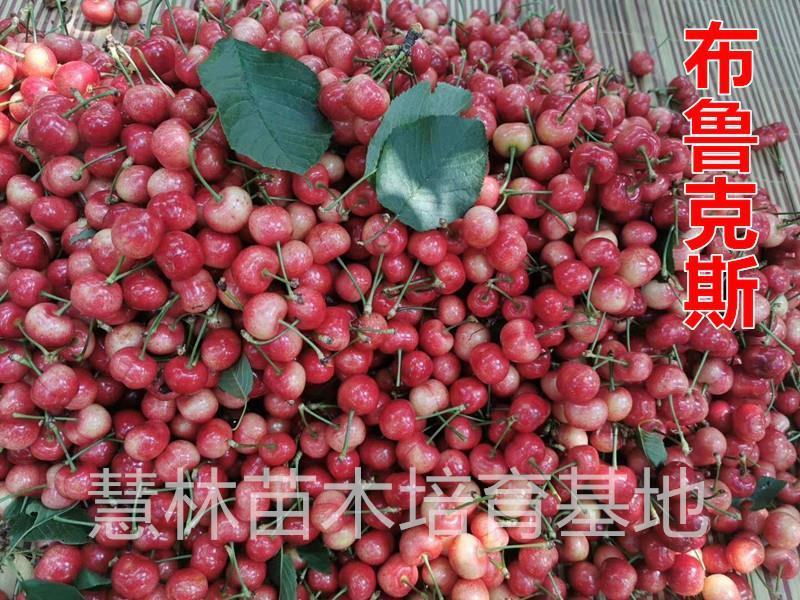 【新品种】布鲁克斯吉塞拉砧木樱桃苗现挖现卖易成活