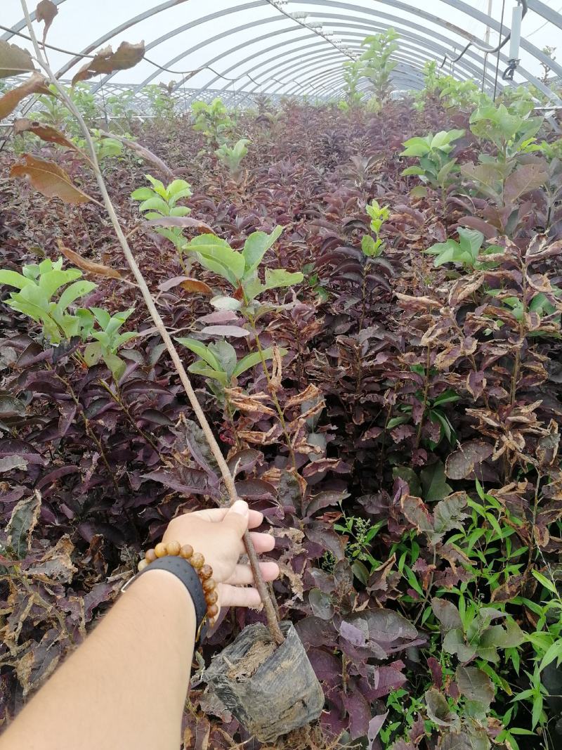 辽宁开原紫叶稠李小苗杯苗臭李子稠李工程苗繁育基地