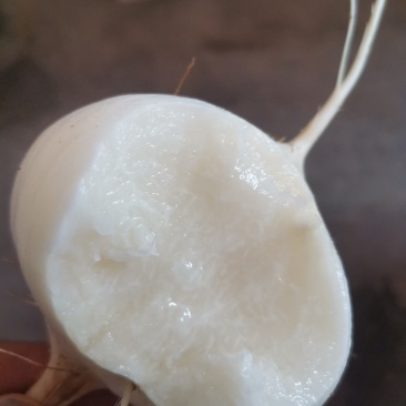 蔬菜～纳雍特产凉薯，地萝卜
