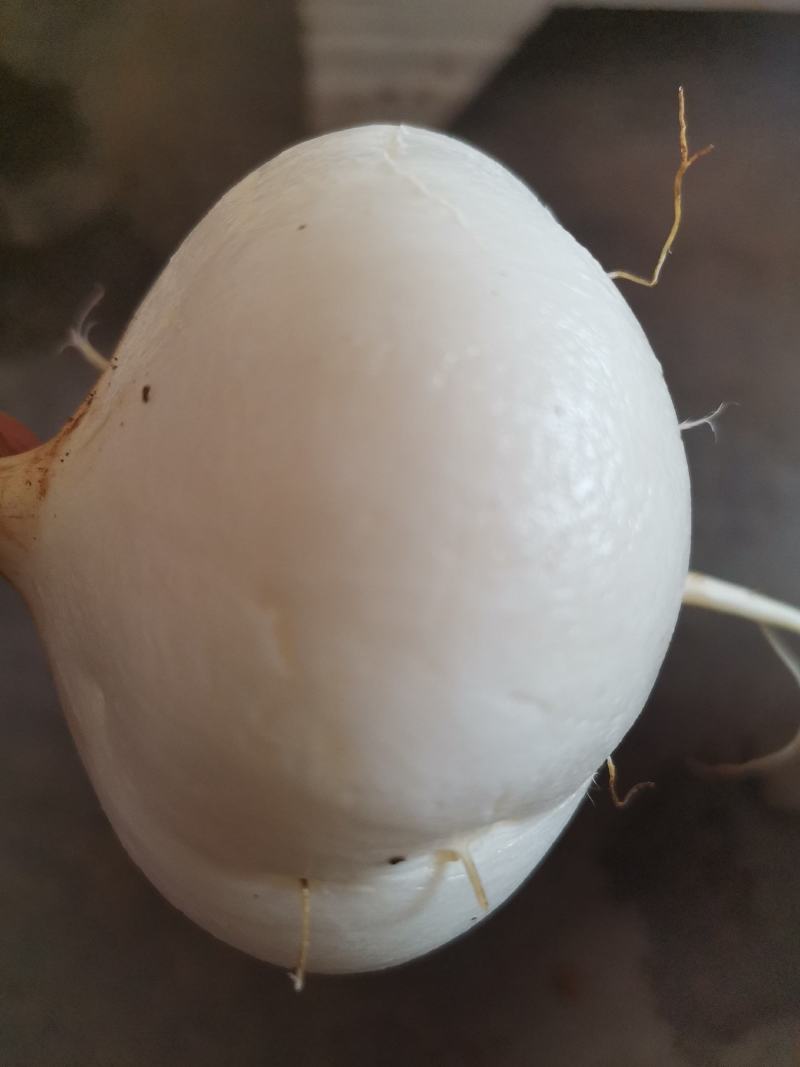 蔬菜～纳雍特产凉薯，地萝卜