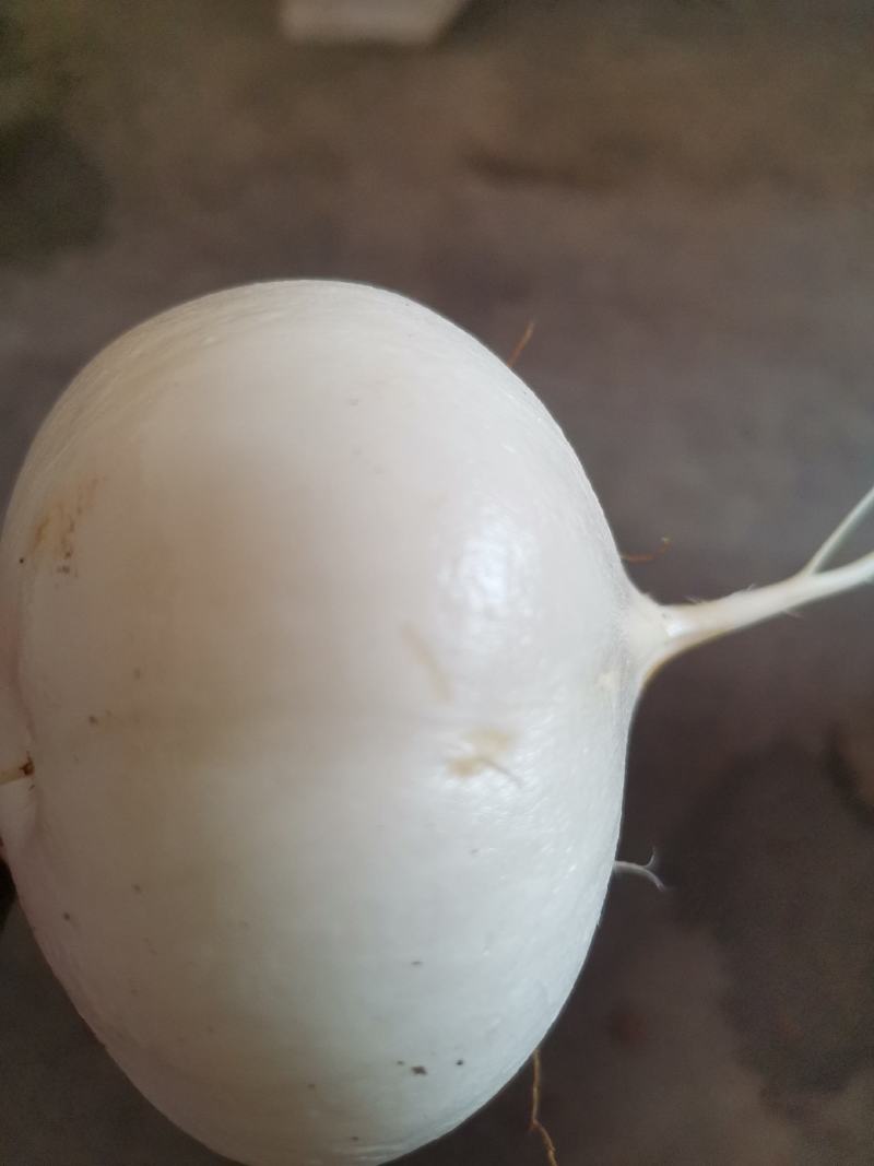 蔬菜～纳雍特产凉薯，地萝卜
