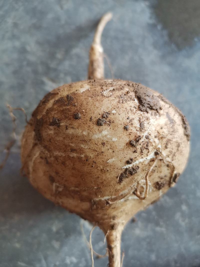 蔬菜～纳雍特产凉薯，地萝卜