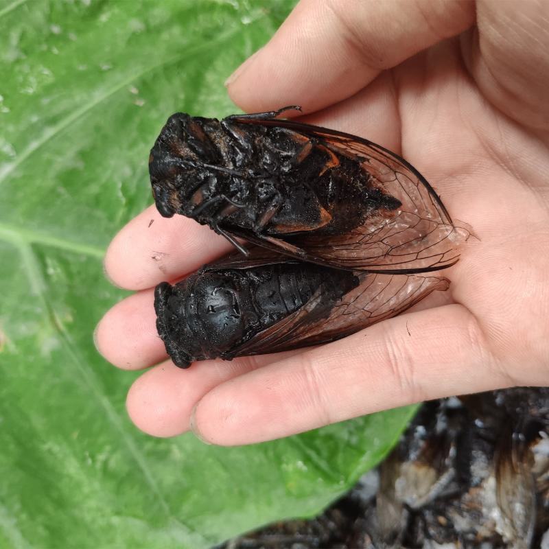 （现货）成蝉，黑蝉，老蝉，黑知了，全国发货！