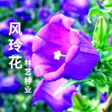 风玲花种子庭院户外风铃草种籽风铃花宿根花卉种子绿化室内盆