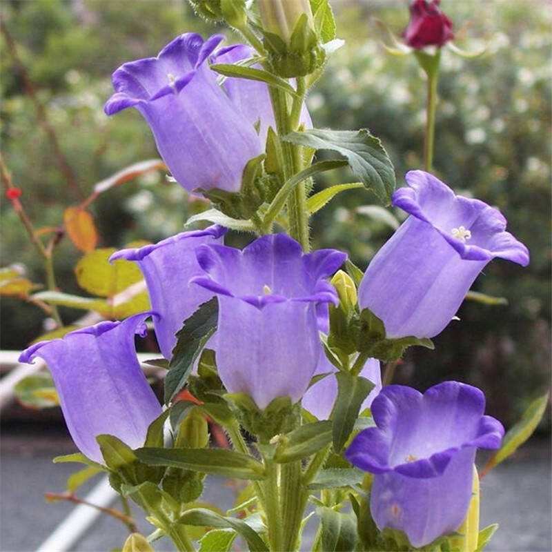 风玲花种子庭院户外风铃草种籽风铃花宿根花卉种子绿化室内盆