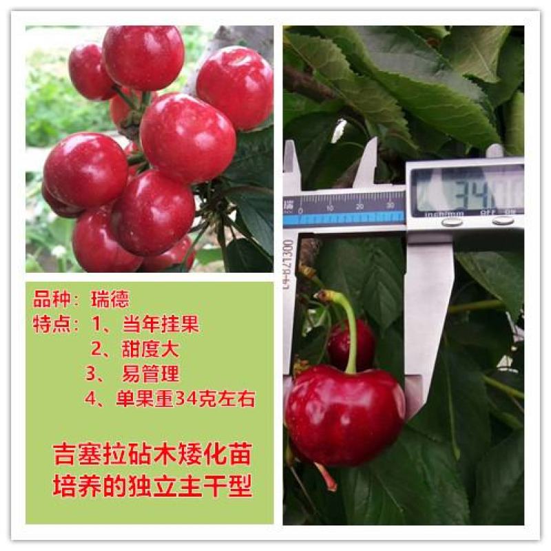 【新品种】嫁接樱桃树苗瑞德樱桃树苗现挖现卖