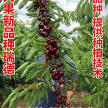 【新品种】嫁接樱桃树苗瑞德樱桃树苗现挖现卖
