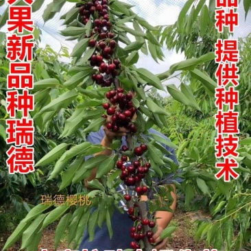 【新品种】嫁接樱桃树苗瑞德樱桃树苗现挖现卖
