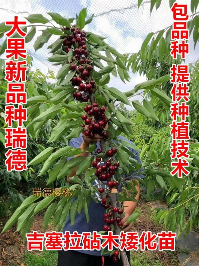 【新品种】嫁接樱桃树苗瑞德樱桃树苗现挖现卖