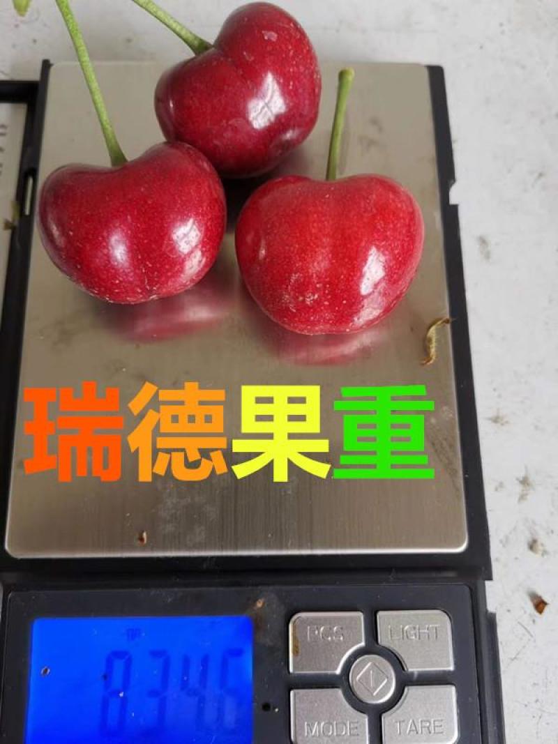 【新品种】嫁接樱桃树苗瑞德樱桃树苗现挖现卖