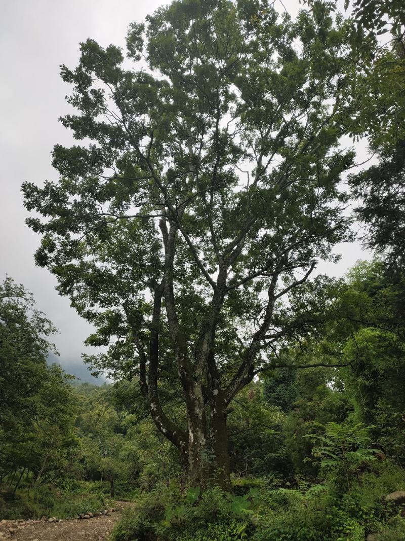 精品皂荚树米径1米以上