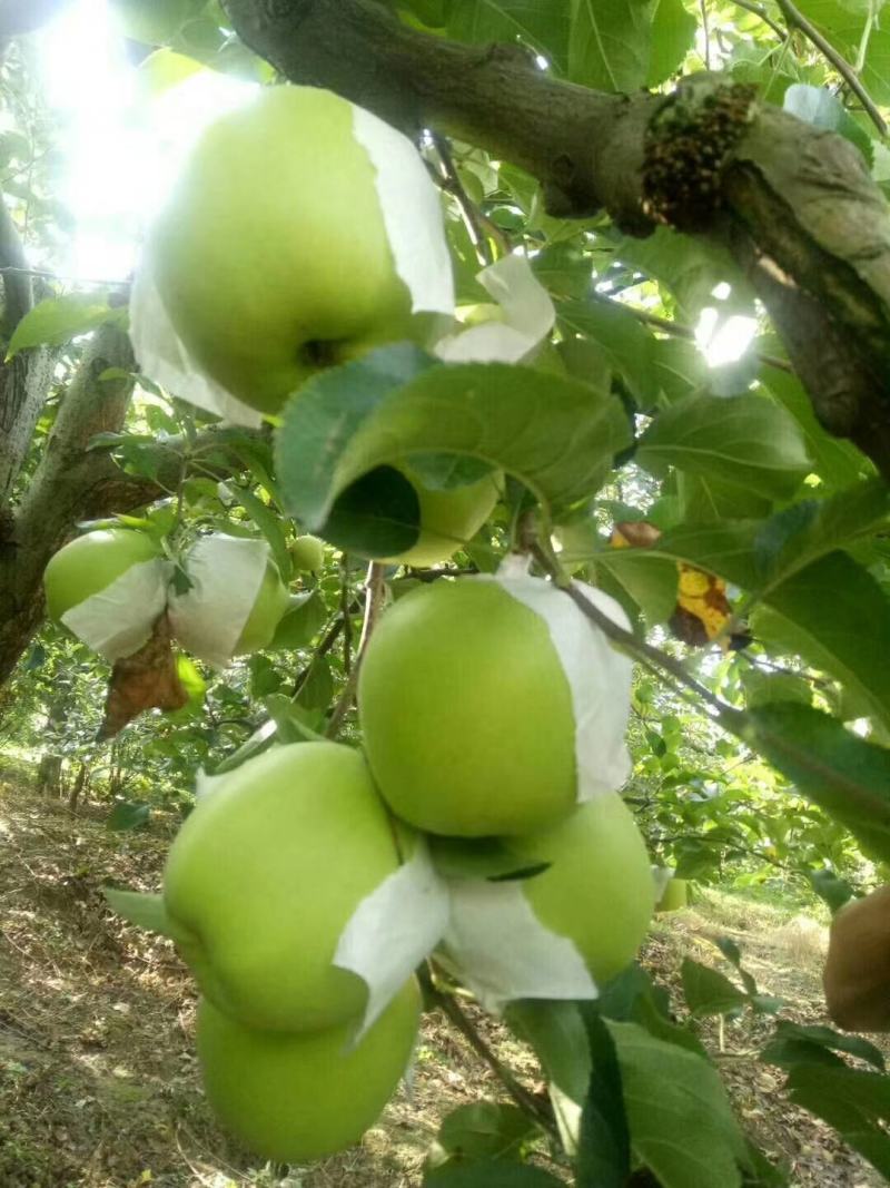 【苹果】汉源青苹果脆甜可口产地直供大量上市