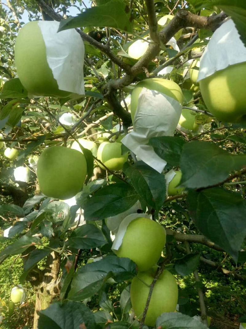 【苹果】汉源青苹果脆甜可口产地直供大量上市