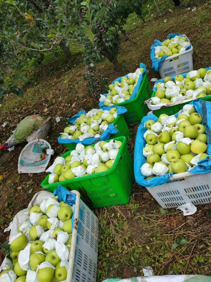 【苹果】汉源青苹果脆甜可口产地直供大量上市