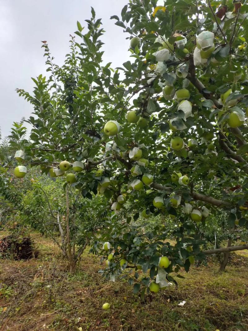 【苹果】汉源青苹果脆甜可口产地直供大量上市