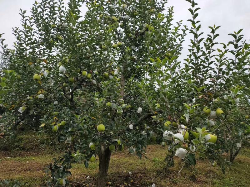 【苹果】汉源青苹果脆甜可口产地直供大量上市