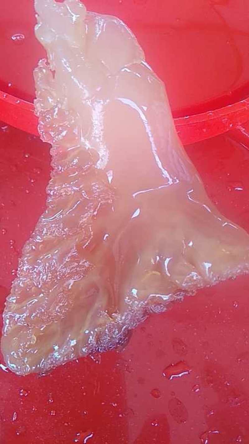 海蜇头，正宗香脆可口，