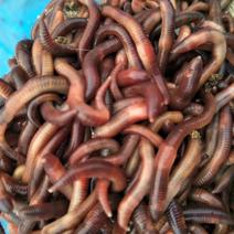 常年大量收购成品大平红蚯蚓，有货的养殖户可以，