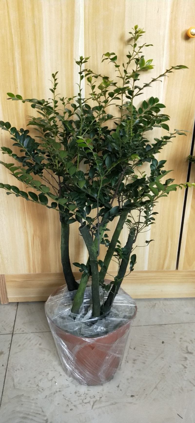 小叶紫檀盆景树桩植物花卉盆栽办公室内绿植黑骨茶苗镇宅避邪