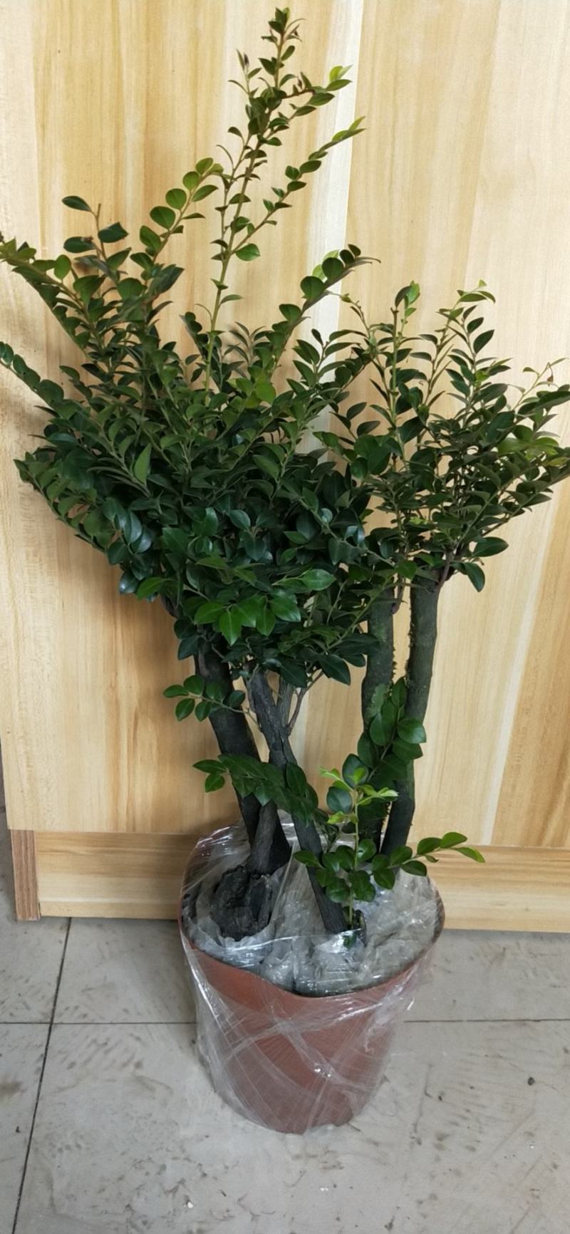 小叶紫檀盆景树桩植物花卉盆栽办公室内绿植黑骨茶苗镇宅避邪