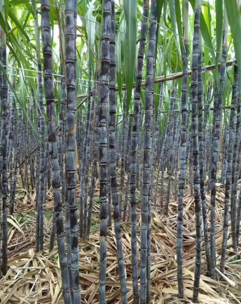黑皮甘蔗北方各地均有种植园，联系介绍种植户就近拿货