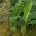 【苗圃直发】香蕉苗广西红香蕉苗专业技术培育欢迎选购