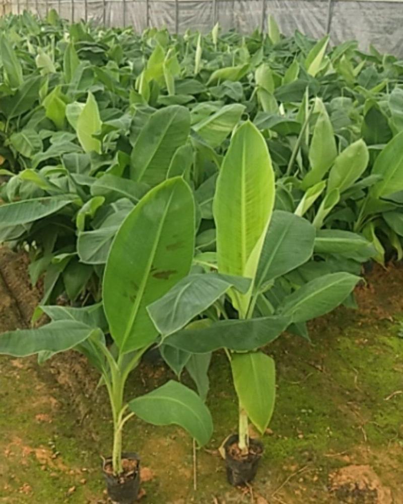 【精选水果苗】香蕉苗广西红香蕉苗品种多苗圃直发咨询价优