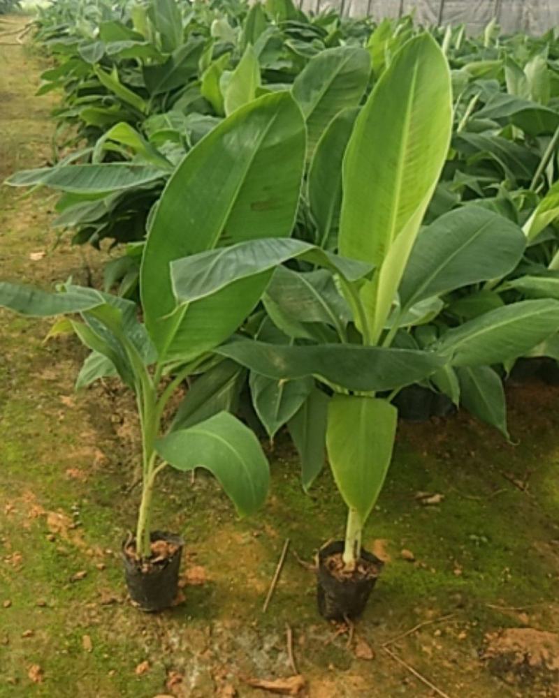 金粉一号西贡蕉苗，威廉斯B6香蕉苗，红香蕉苗货源充足