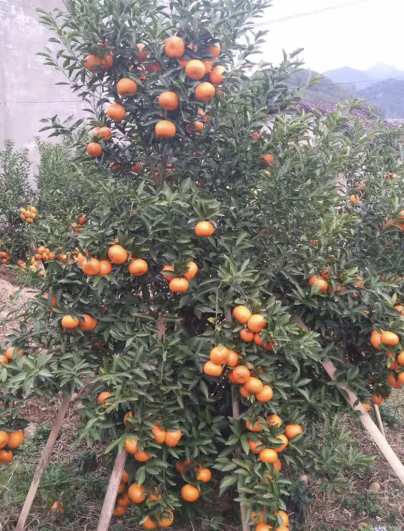 广西砂糖橘电商货供应，沙糖桔一件代发，团购批发