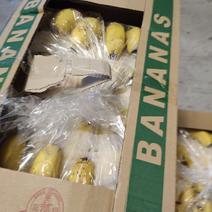 精品香蕉产地直销，一手货源，量大从优。