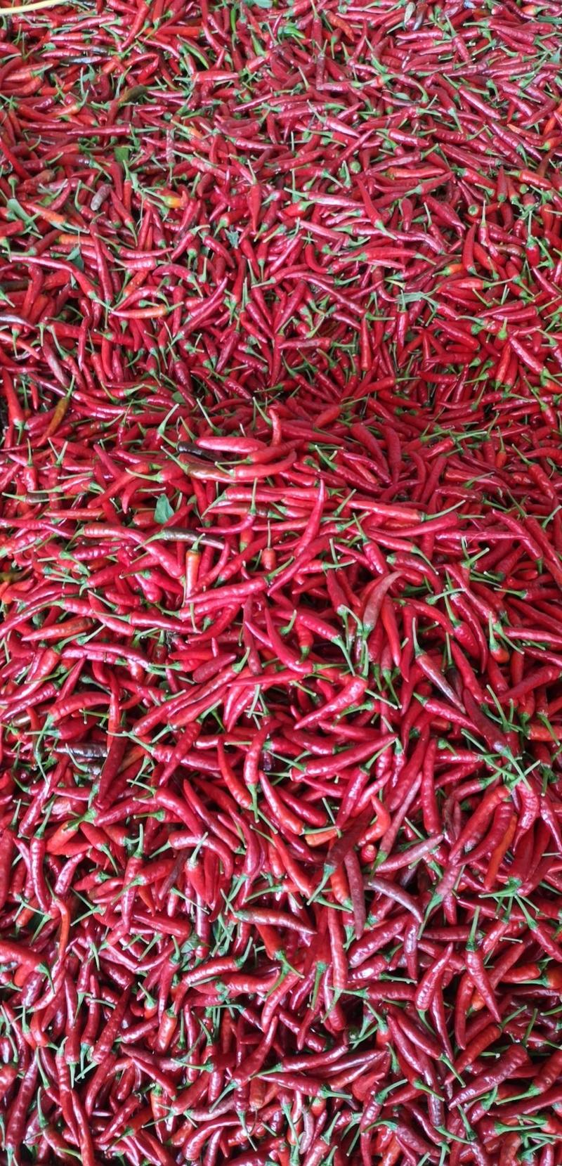 《艳红》青红小米椒大量上市中欢迎各地老板咨询