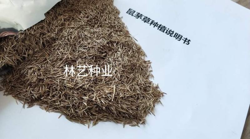 鼠茅草种子果园绿肥抑制杂草鼠茅草种子鼠毛草种籽