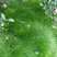 鼠茅草种子果园绿肥抑制杂草鼠茅草种子鼠毛草种籽