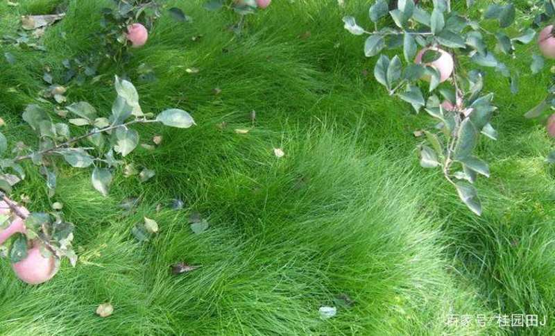 鼠茅草种子果园绿肥抑制杂草鼠茅草种子鼠毛草种籽